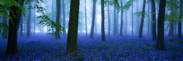 Wieś Micheldever, Hrabstwo Hampshire, Hiacyntowiec zwyczajny, Kwiaty, Rejon South East England, Las, Drzewa, Anglia