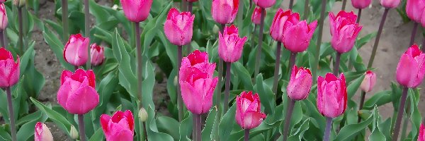 Tulipany, Kwiaty, Ciemnoróżowe