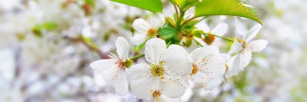 Białe, Drzewo owocowe, Kwiaty, Liście, Gałązka