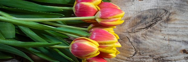 Deska, Tulipany, Żółto-czerwone