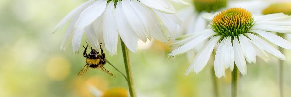 Białe, Pszczoła, Jeżówki, Kwiaty