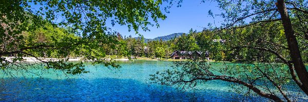 Słowenia, Lake Jasna, Jezioro, Gałęzie, Drzewa