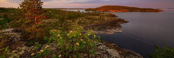 Ładoga, Karelia, Roślinność, Drzewa, Jezioro, Wysepka, Skały, Rosja