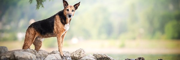 Pies, Rośliny, Kamienie, Rozmyte tło, Woda