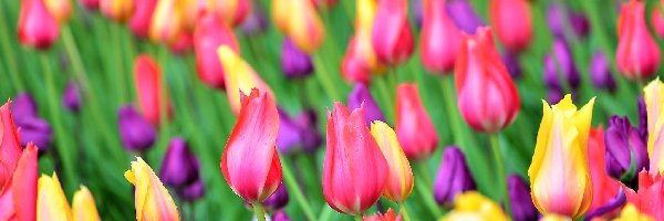 Kolorowe, Tulipany, Pole