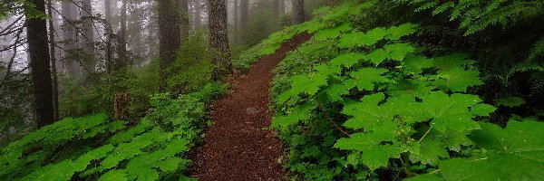 Mgła, Zielone, Liście, Ścieżka, Drzewa, Las