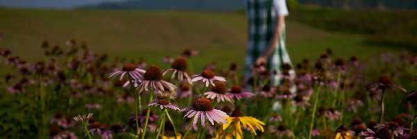 Rudbekia, Kobieta, Jeżówki, Kwiaty