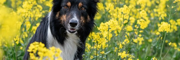 Pies, Żółte, Border collie, Rzepak, Kwiaty