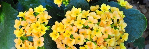 Kwiaty, Żółte, Kalanchoe