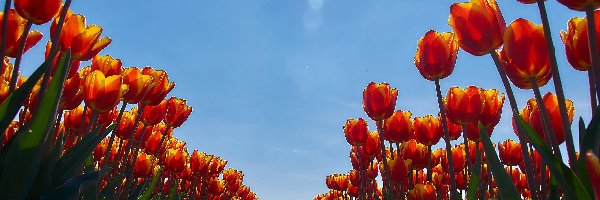 Niebo, Błękitne, Tulipany