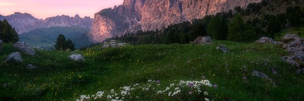 Dolomity, Zawilce, Góry, Włochy, Kwiaty, Łąka
