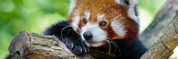 Drzewo, Pandka ruda