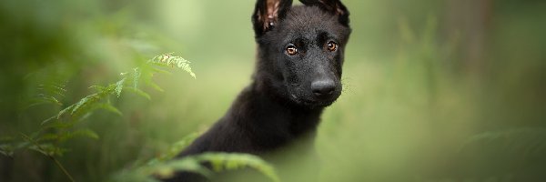 Pies, Czarny owczarek niemiecki, Szczeniak, Paproć, Liście