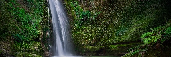 Wodospad, Skały, Te Ana Falls, Nowa Zelandia, Rośliny