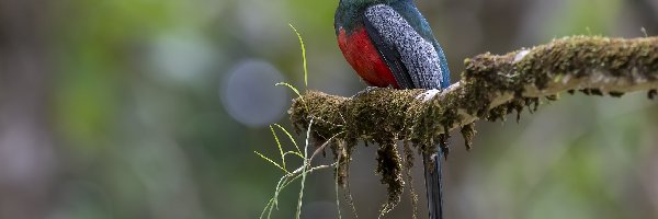 Trogon krasnodzioby, Gałązka, Omszała, Ptak