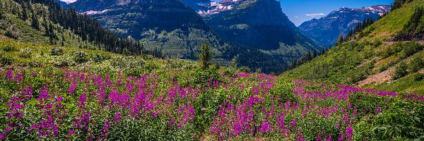 Stany Zjednoczone, Łąka, Kwiaty, Góry Skaliste, Park Narodowy Glacier, Montana, Drzewa
