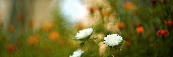 Astry, Białe, Kwiaty