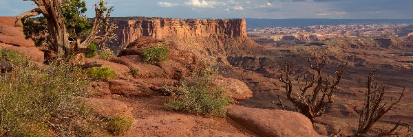 Kanion, Rośliny, Park Narodowy Canyonlands, Stany Zjednoczone, Stan Utah