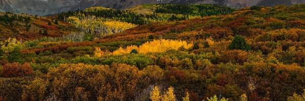 Las, Drzewa, Telluride, Stan Kolorado, Stany Zjednoczone, San Juan Mountains, Góry, Kolorowe, Jesień