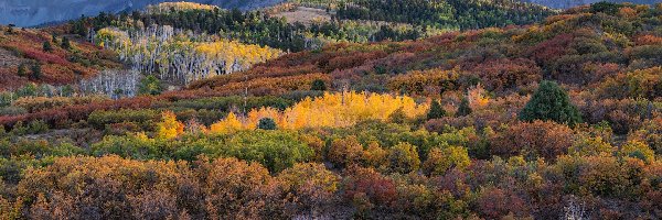 Góry, Jesień, Telluride, Stan Kolorado, Stany Zjednoczone, Krzewy, Drzewa, Las, San Juan Mountains