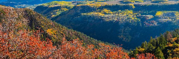 Kolorowe, Jesień, Krzewy, San Juan Mountains, Stany Zjednoczone, Dolina, Lasy, Kolorado, Drzewa, Góry, Telluride