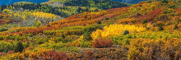 Drzewa, Kolorowe, San Juan Mountains, Góry, Jesień, Stany Zjednoczone, Kolorado, Lasy, Roślinność