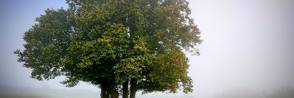 Liście, Jesień, Ławka, Mgła, Park, Drzewa