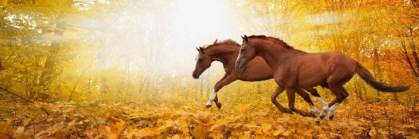 Konie, Jesień, Drzewa, Dwa