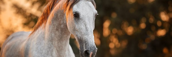 Koń, Siwy