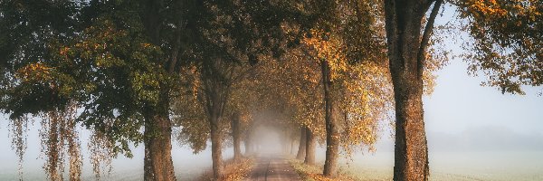 Jesień, Drzewa, Droga, Mgła, Szpalery