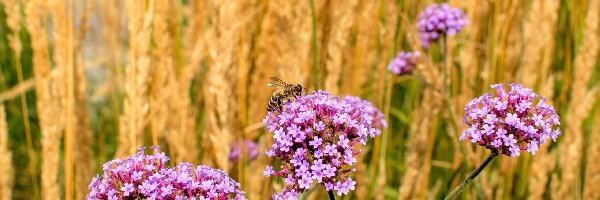 Pszczoła, Werbena patagońska, Kwiaty