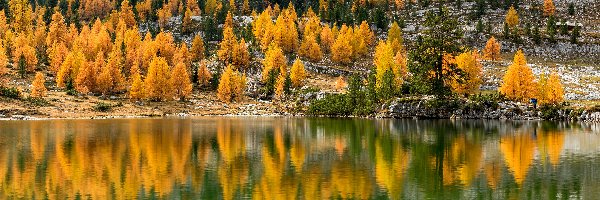 Jezioro, Las, Odbicie, Jesień, Drzewa