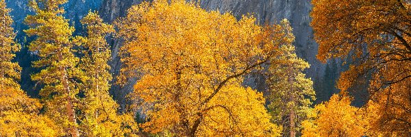 Stan Kalifornia, Góry, Drzewa, Stany Zjednoczone, Park Narodowy Yosemite, Jesień