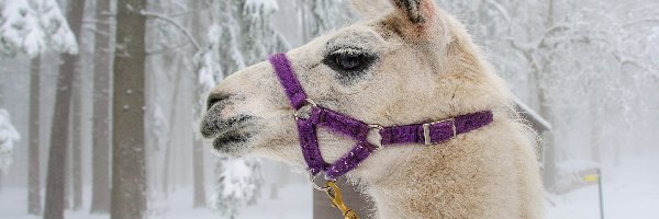 Lama, Zima, Głowa, Las, Śnieg