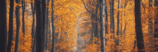 Ścieżka, Jesień, Drzewa, Las