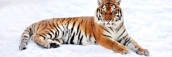 Zima, Tygrys, Leżący, Śnieg