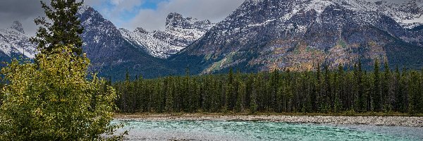 Mount Edith Cavell, Drzewa, Rzeka, Świerki, Kanada, Park Narodowy Jasper, Góra, Alberta, Góry, Las, Astoria River