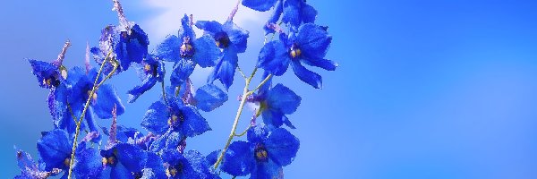 Ostróżka, Kwiat, Niebieski