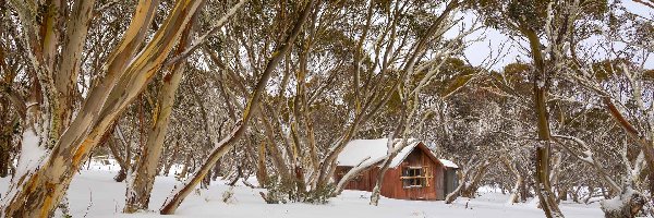 Zima, Las, Drzewa, Śnieg, Dom