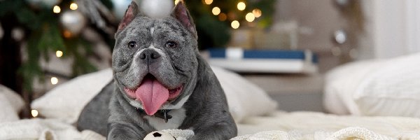 American Bully, Pled, Jęzor, Pies