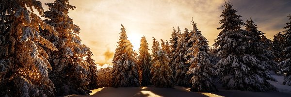 Zima, Zaśnieżone, Śnieg, Wschód słońca, Drzewa
