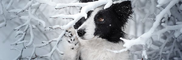 Pies, Ośnieżone, Border collie, Zima, Drzewa