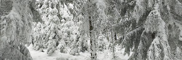 Zaśnieżony, Drzewa, Las, Śnieg, Zima