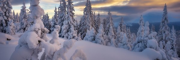 Drzewa, Zima, Ośnieżone, Chmury, Śnieg, Zaspy