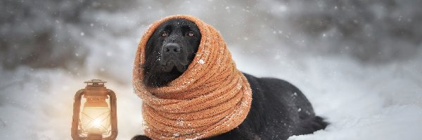 Szalik, Zima, Lampa, Pies