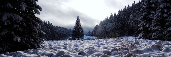 Zaśnieżona, Drzewa, Polana, Las, Śnieg
