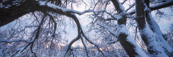 Zima, Drzewo, Śnieg, Ośnieżone, Gałęzie