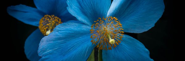 Niebieski, Mak, Kwiat