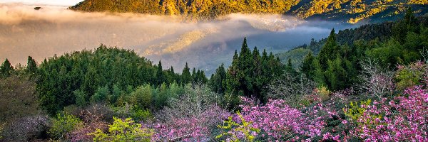Kwitnące, Mgła, Tajwan, Powiat Jiayi, Ogród, Drzewa, Wiosna, Góry