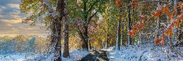 Drzewa, Droga, Śnieg, Jesień